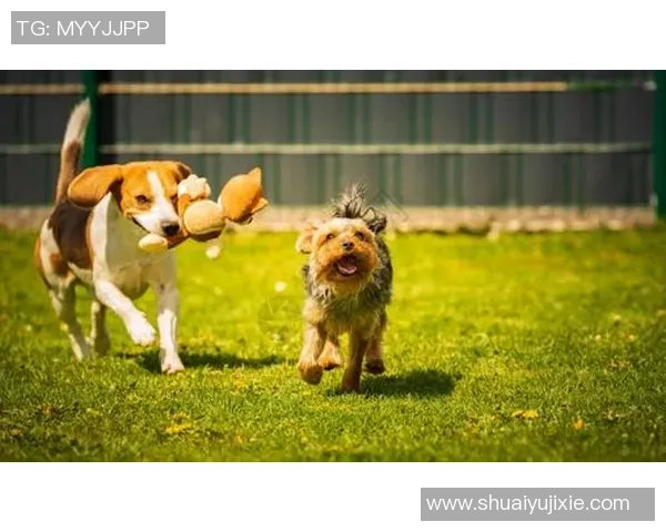 加入我们一起奔跑足球招新展板欢迎热爱足球的你加入我们的团队